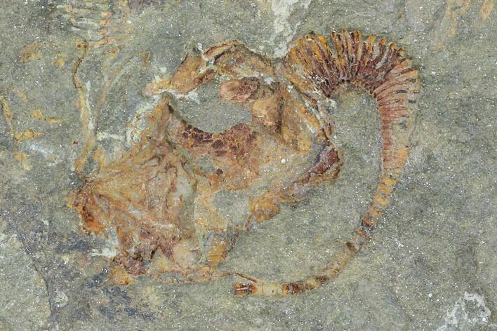 Carpoid (Dendrocystites?) Fossil - Morocco #102845